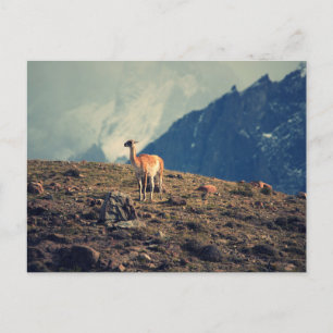 Guanaco Mountain Vykort