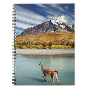 Guanaco som korsar floden i Torres del Paine Anteckningsbok Med Spiral
