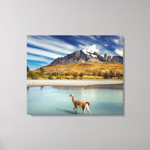Guanaco som korsar floden i Torres del Paine Canvastryck