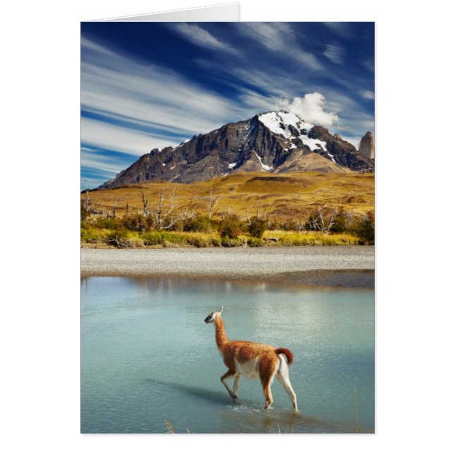 Guanaco som korsar floden i Torres del Paine Hälsningskort (Framsidan)