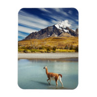 Guanaco som korsar floden i Torres del Paine
