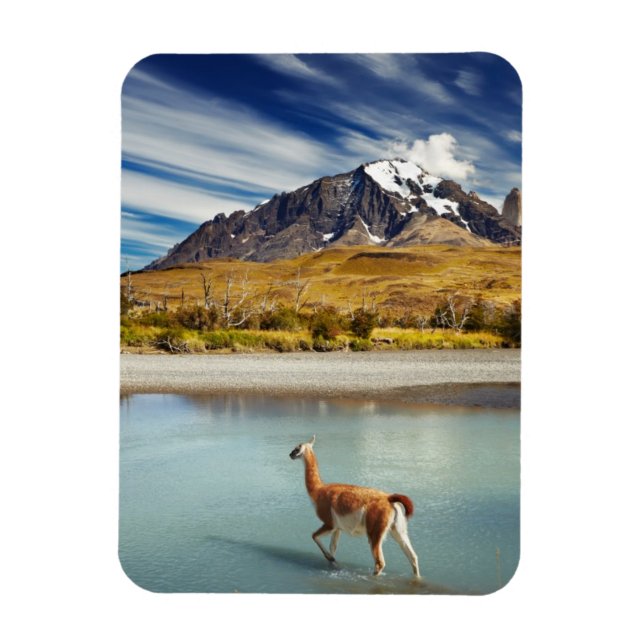 Guanaco som korsar floden i Torres del Paine Magnet (Vertikal)