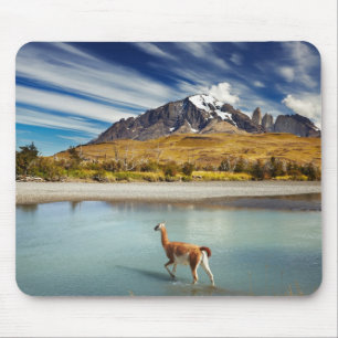 Guanaco som korsar floden i Torres del Paine Musmatta