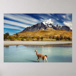 Guanaco som korsar floden i Torres del Paine Poster