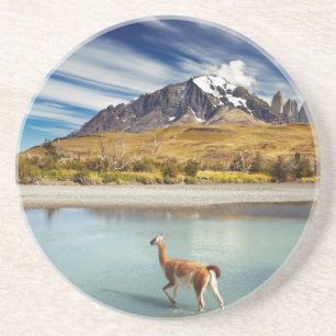 Guanaco som korsar floden i Torres del Paine Underlägg