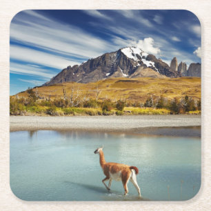 Guanaco som korsar floden i Torres del Paine Underlägg Papper Kvadrat