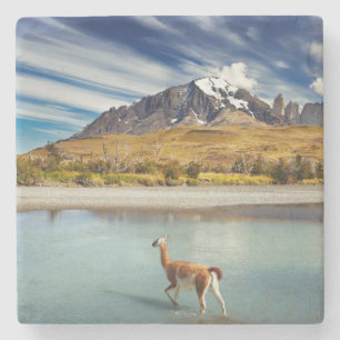 Guanaco som korsar floden i Torres del Paine Underlägg Sten