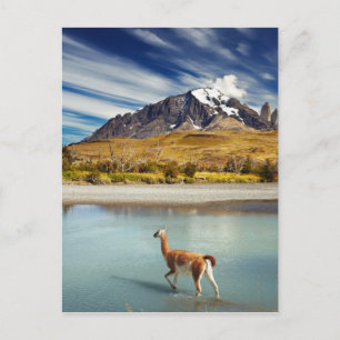 Guanaco som korsar floden i Torres del Paine Vykort
