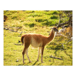 Guanaco sunshine fototryck