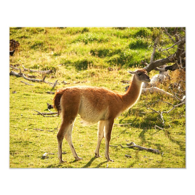 Guanaco sunshine fototryck (Framsidan)