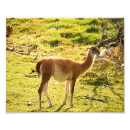 Guanaco sunshine fototryck