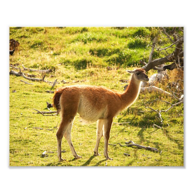 Guanaco sunshine fototryck (Framsidan)