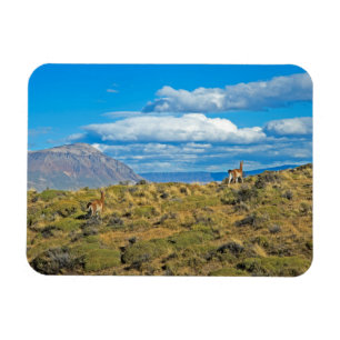 Guanacoland, Patagonia Magnet