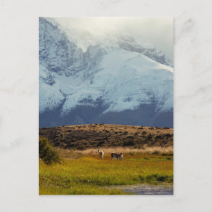 Guanacos bergsbergstoppen vykort