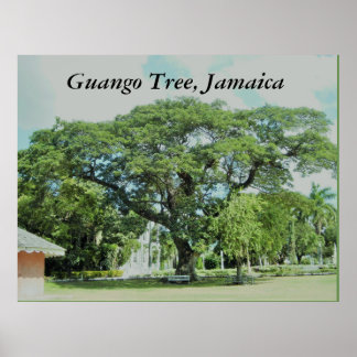 Guango Träd, Jamaica Poster