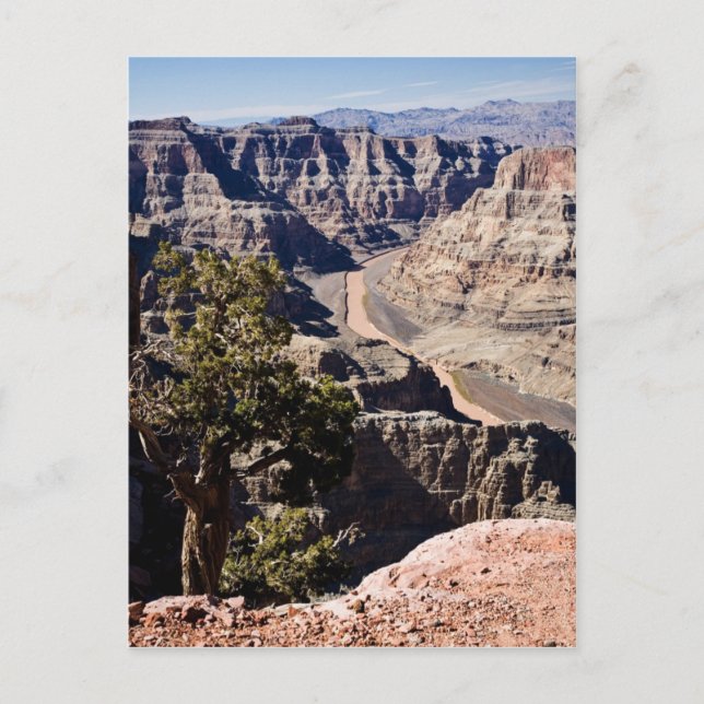 Guano pekar - postcardcopy vykort (Framsida)