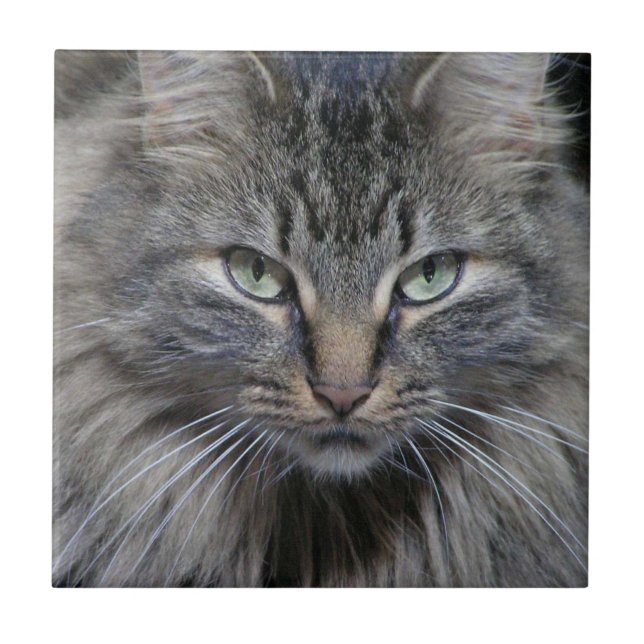 Guardad Maine Coon Kattunge Ceramic Tile Kakelplatta (Framsidan)