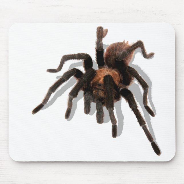 Guardian Tarantula Musmatta (Framsidan)