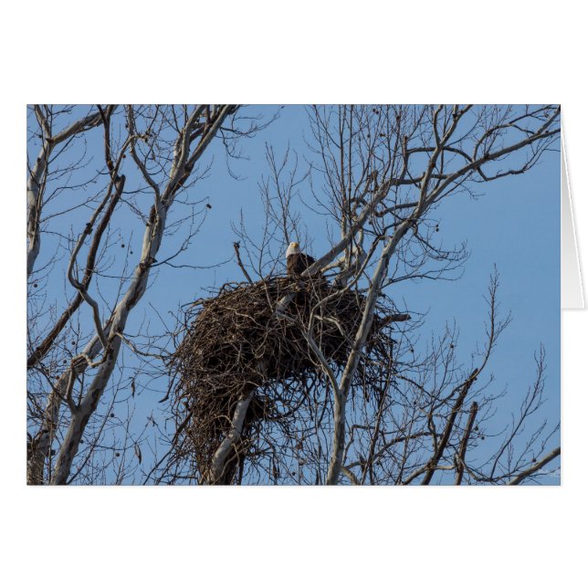 Guarding Eagle OBS Kort (Framsidan Horizontal)
