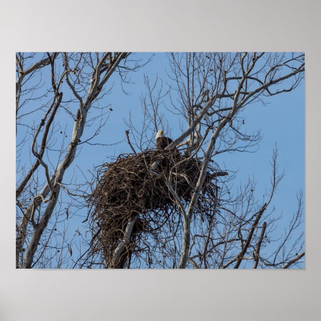 Guarding Eagle Poster (Framsidan)