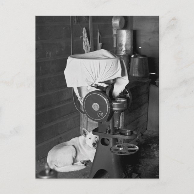 Guarding the Cream Separator, 1936 Vykort (Framsida)