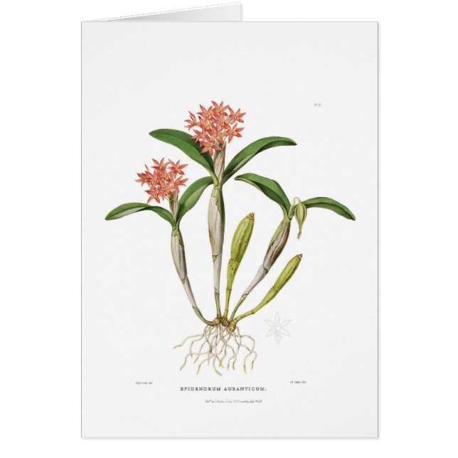 Guarianthe aurantiaca hälsningskort (Framsidan)