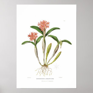 Guarianthe aurantiaca vid Fröcken Drake. Poster