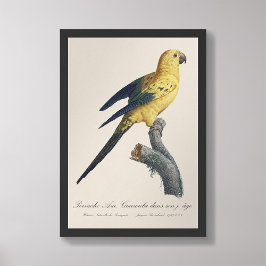 Guarouba dans sons jeune age / Sol parakeet Fototryck