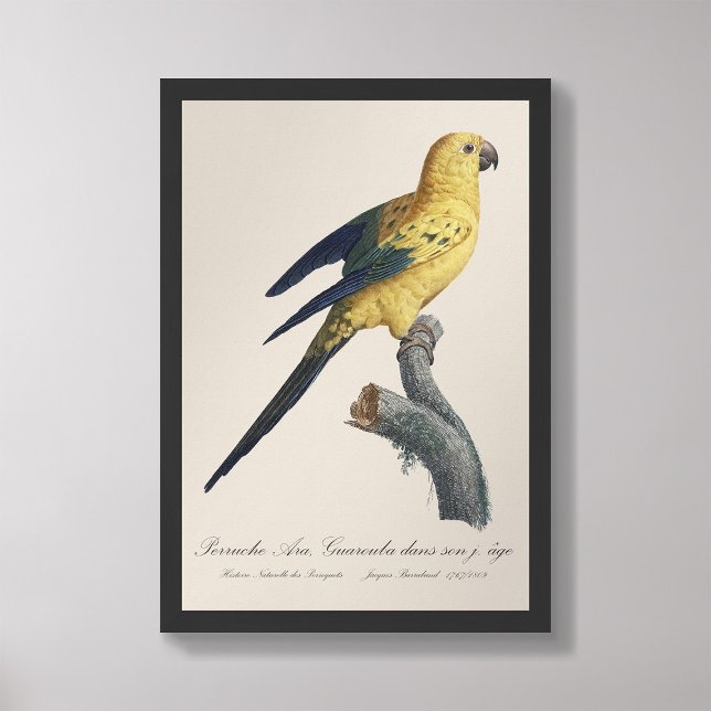 Guarouba dans sons jeune age / Sol parakeet Fototryck (Skapare uppladdad)