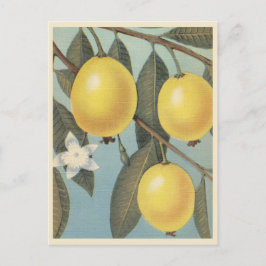 Guava-vintage Vykort
