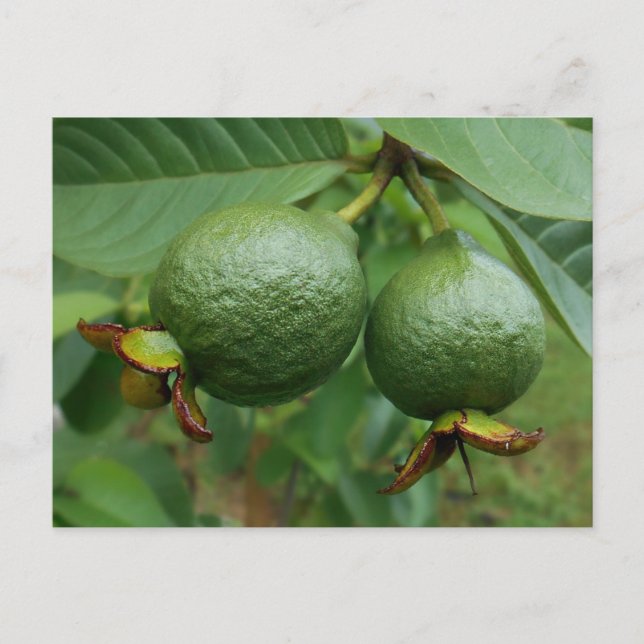 Guavas Vykort (Framsida)