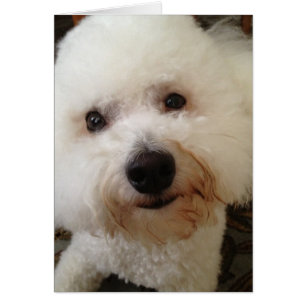 "Gucci" - en Valp för bichon Frise OBS Kort