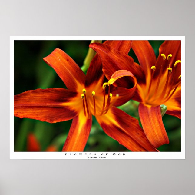 Guds blommor poster (Framsidan)