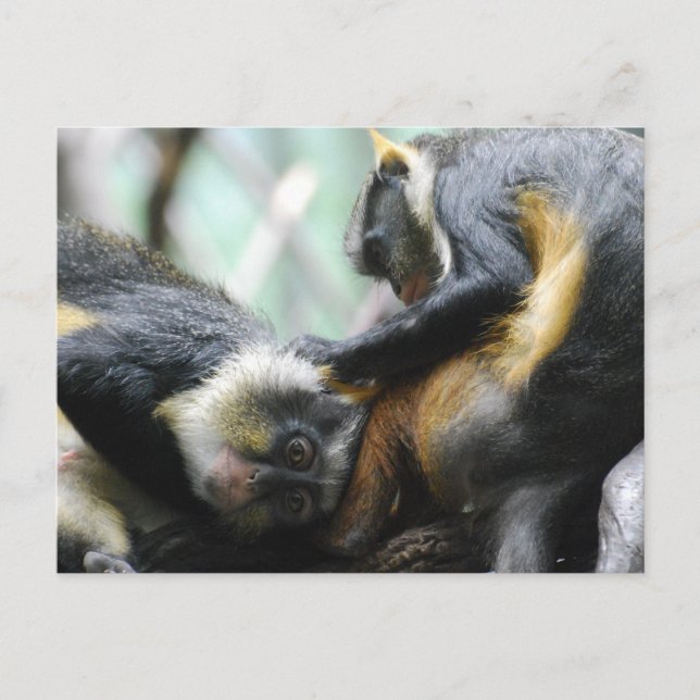 Guenon Monkey vykort (Framsida)