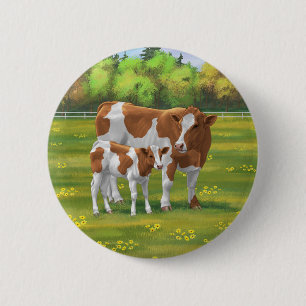 Guernsey Cow & Cute Calf på sommarbetesmark Knapp