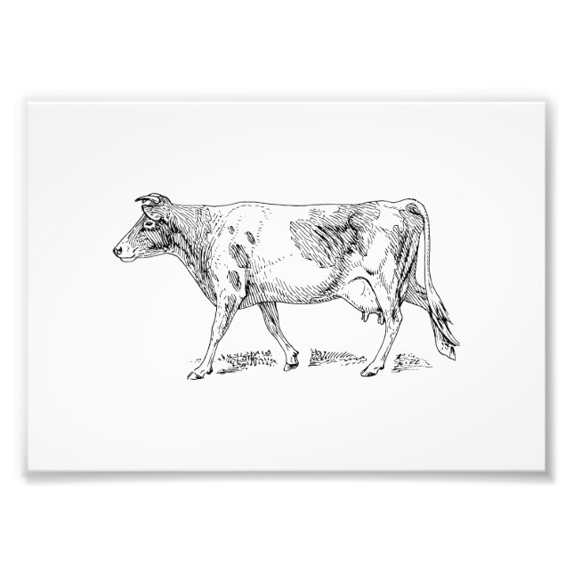 Guernsey Cow Fototryck (Framsidan)