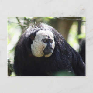 Guianan saki vykort