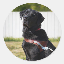 Guide Dog Envelope Seal – Black LabradorWisdom Runt Klistermärke