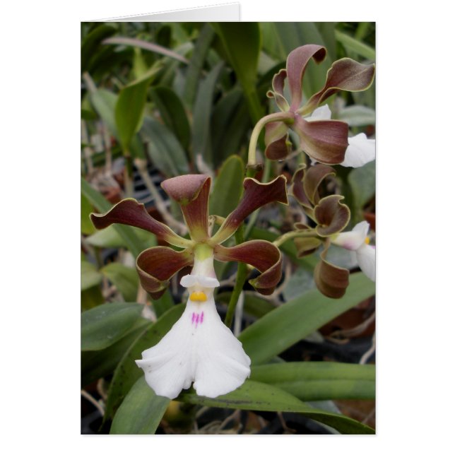 guide OBS kort (Framsidan)