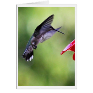 Guidekort för Baby Hummingbird Hälsningskort