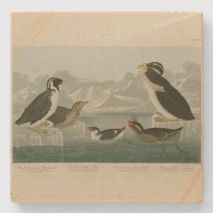 Guillemot och Auks från Audubon's Birds of America Stenunderlägg