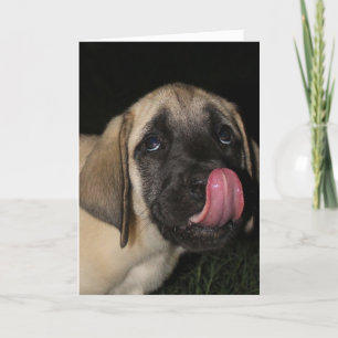 Guilty Mastiff Puppy Birthday-kort Kort