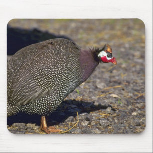 Guinea fågel musmatta