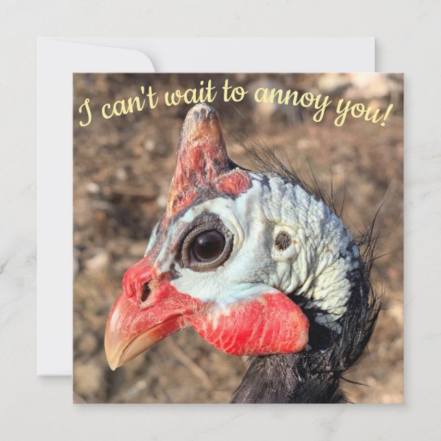 Guinea Fowl (Framsida)