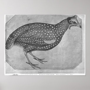 Guinea Fowl från Vallardi Album Poster