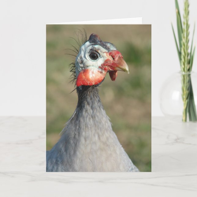 Guinea Fowl Kort (Framsida)