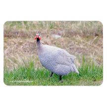 Guinea Fowl