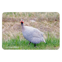 Guinea Fowl Magnet