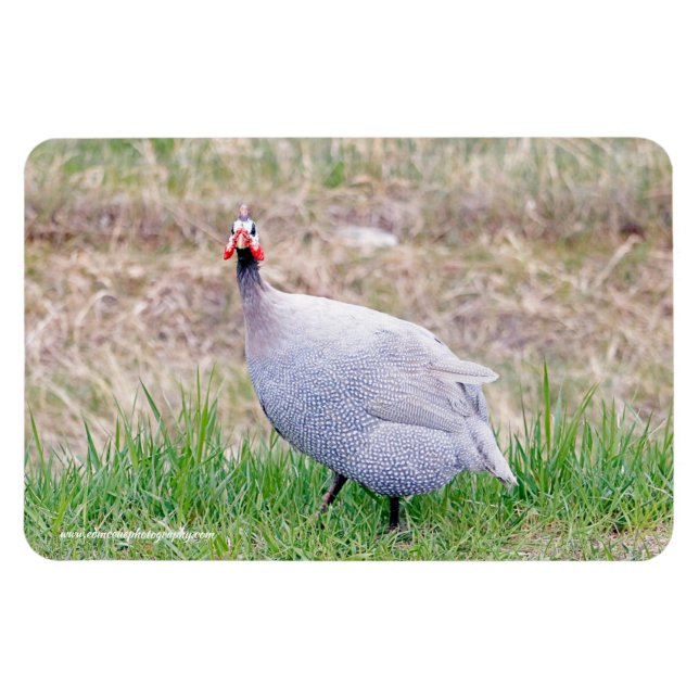 Guinea Fowl Magnet (Horisontell)