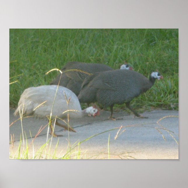 Guinea Fowl Poster (Framsidan)